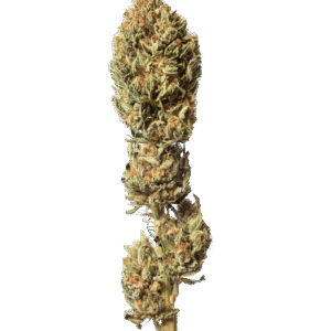 Mango CBG