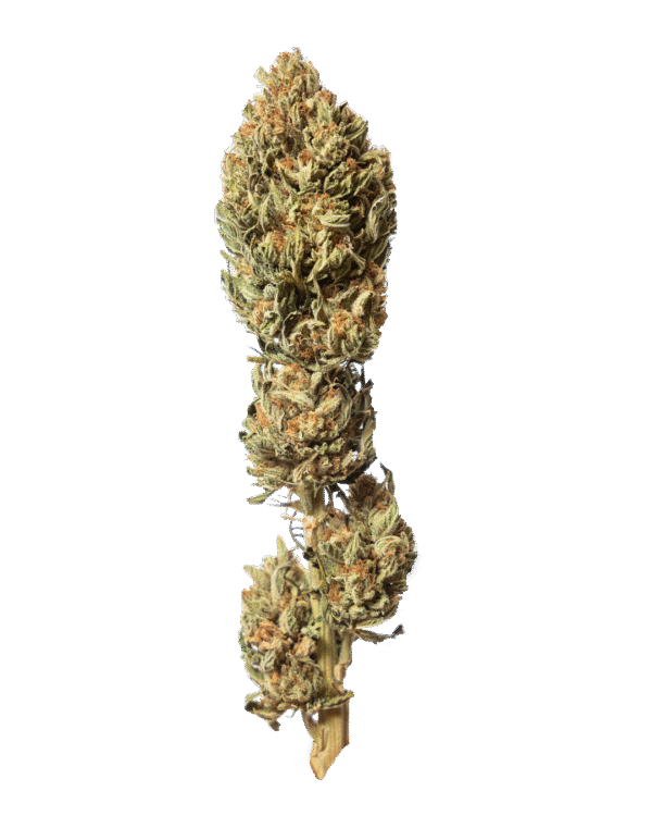 Mango CBG